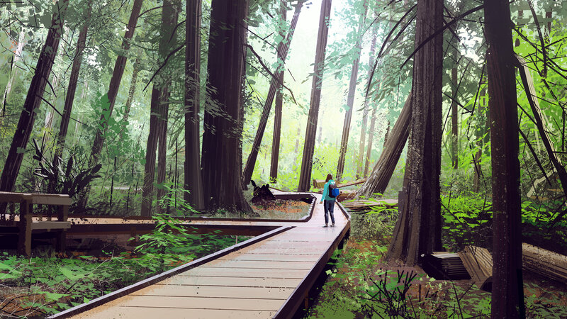 Person on Forest Boardwalk