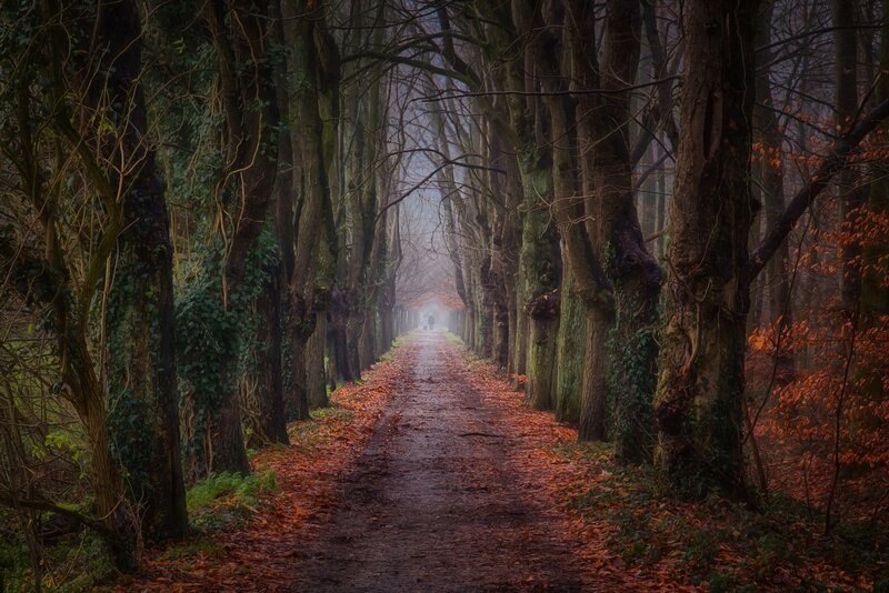 Person on Forest Path — Brown, Mysterious
