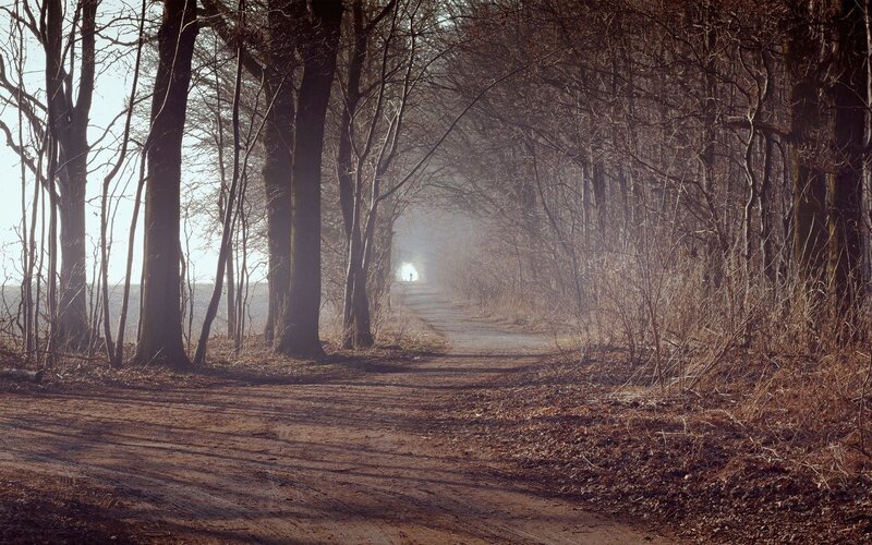 Person on Forest Path — Brown, Serene, Morning