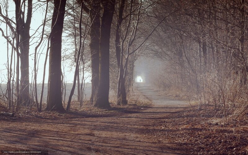 Person on Forest Path — Brown