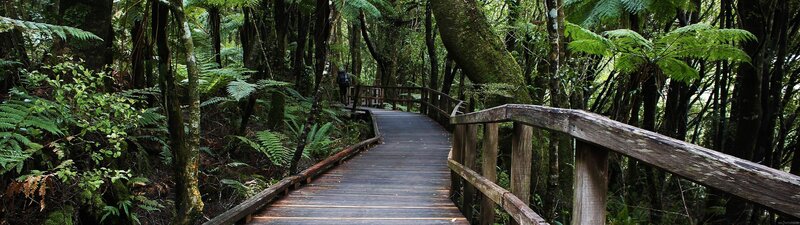 Person on Forest Path — Green, Serene, Afternoon