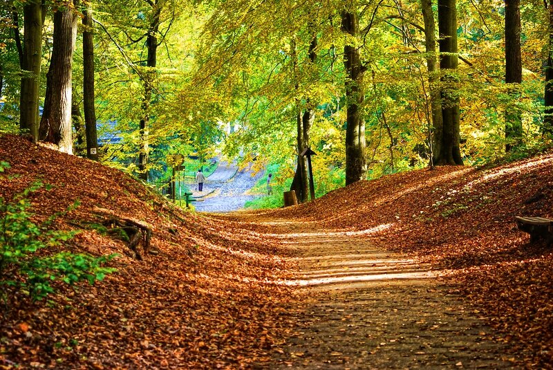 Person on Forest Path — Green, Serene, Autumn