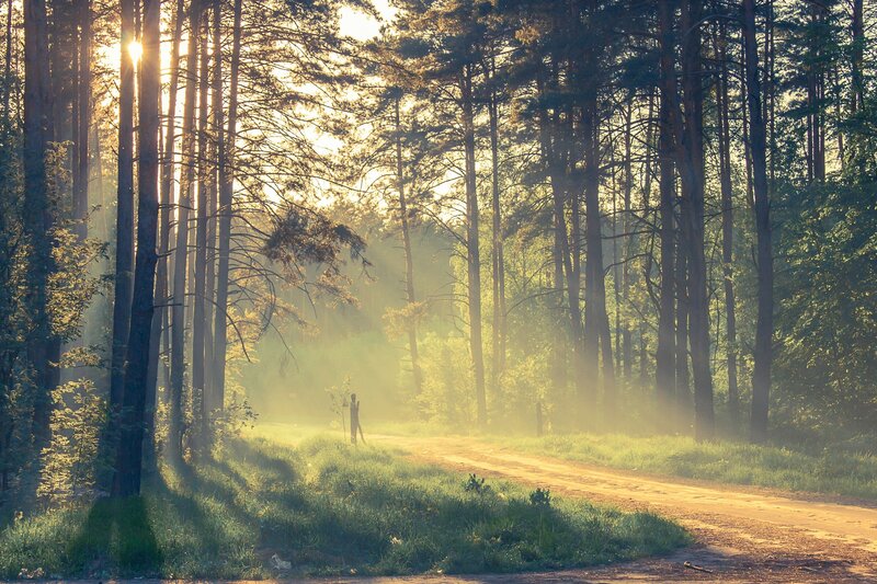 Person on Forest Path — Green, Serene, Morning