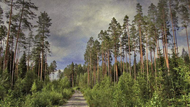 Person on Forest Path — Green, Serene