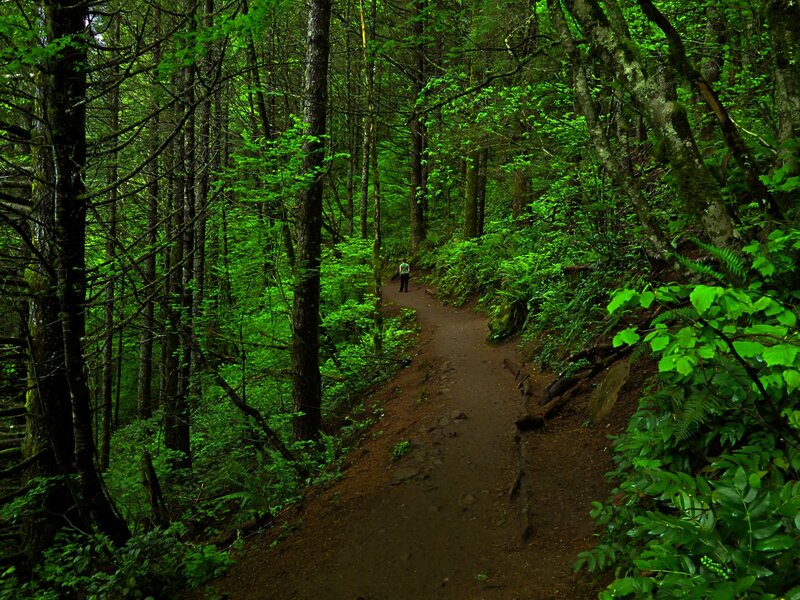 Person on Forest Trail