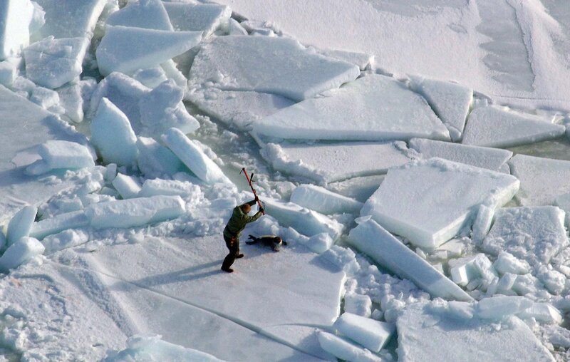 Person on icy terrain with seal