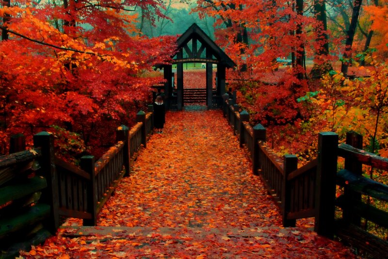 Person on Leaf-covered Bridge