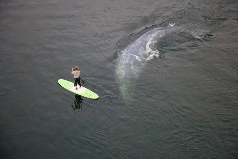 Person on Paddleboard — Green