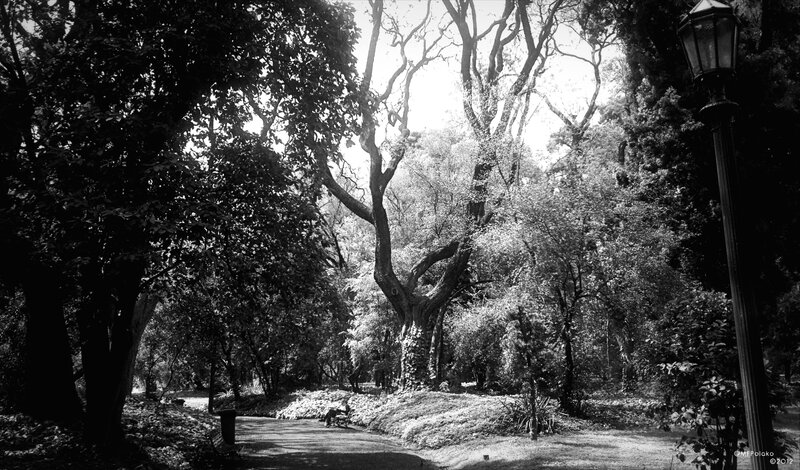 Person on Park Bench — Black, Serene