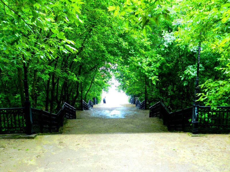 Person on Path under Trees
