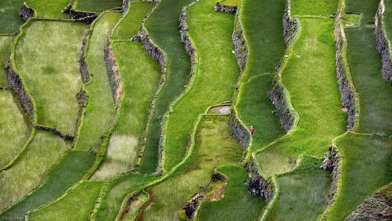 Person on Terraced Fields