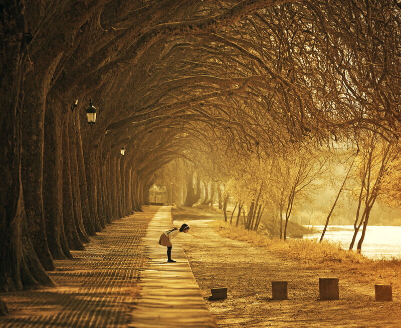Person on Tree-lined Path — Brown