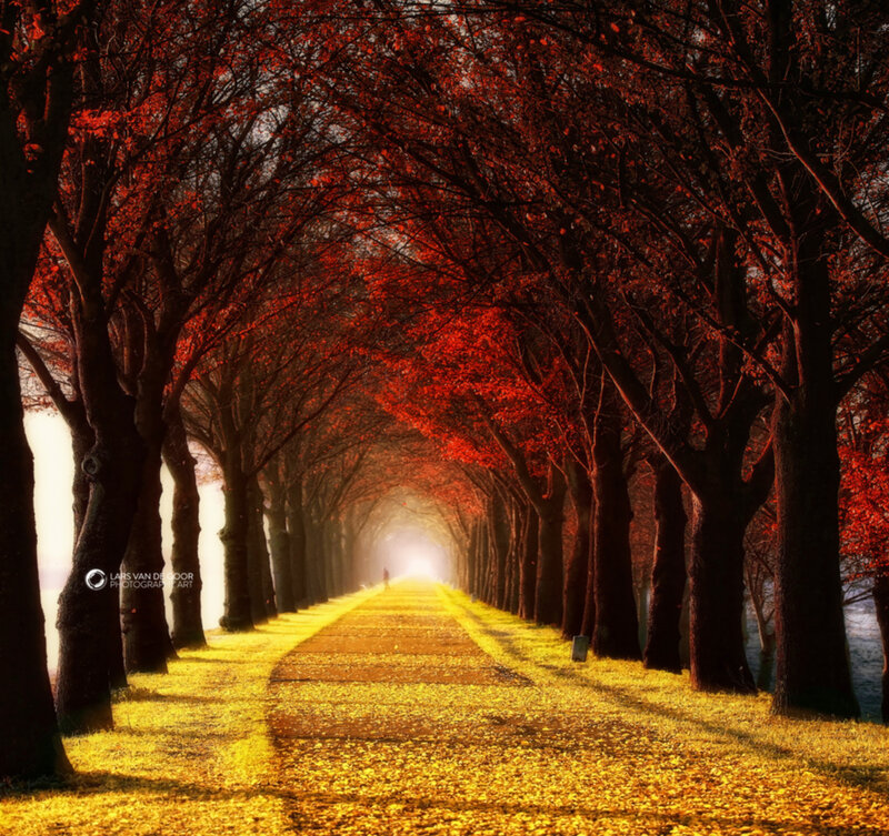 Person on Tree-lined Path — Red