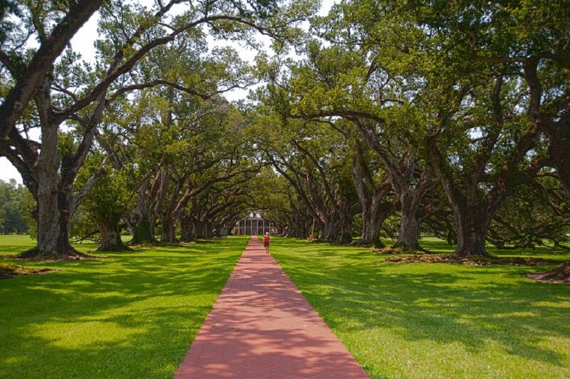 Person on Tree-lined Path
