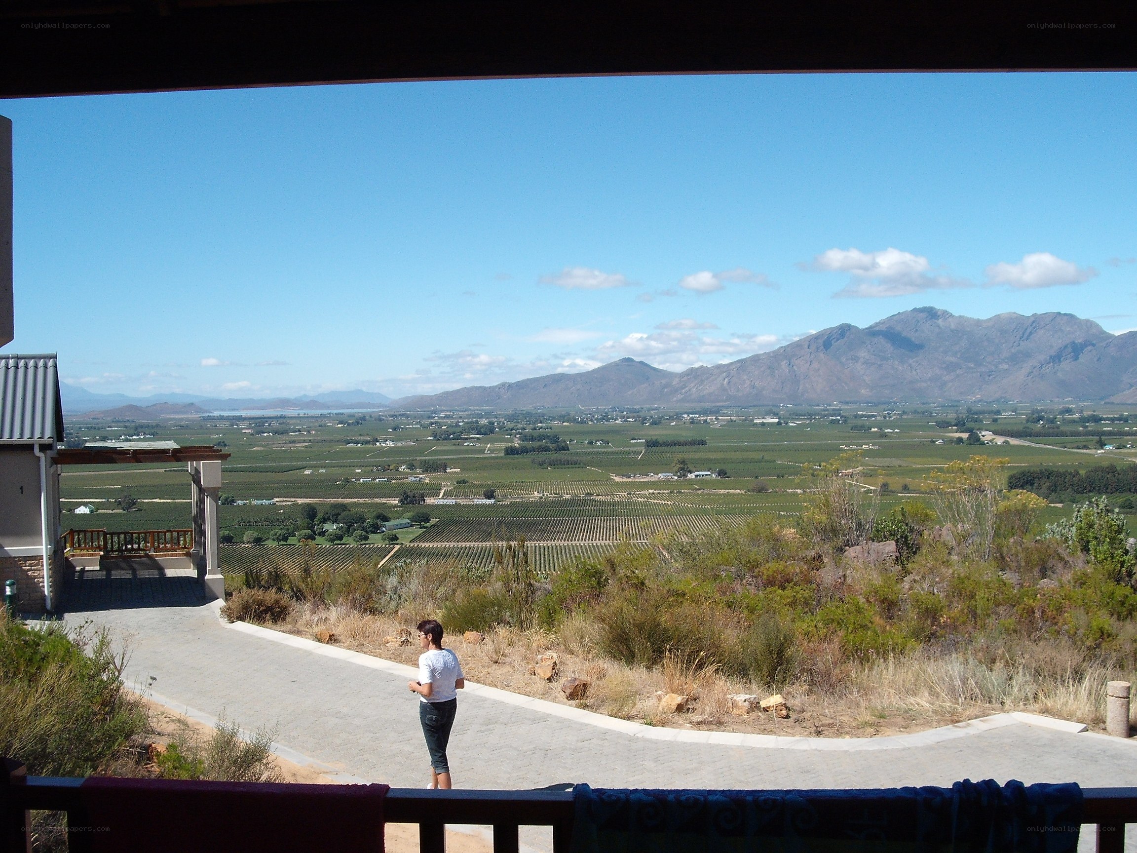 Person overlooking vineyards