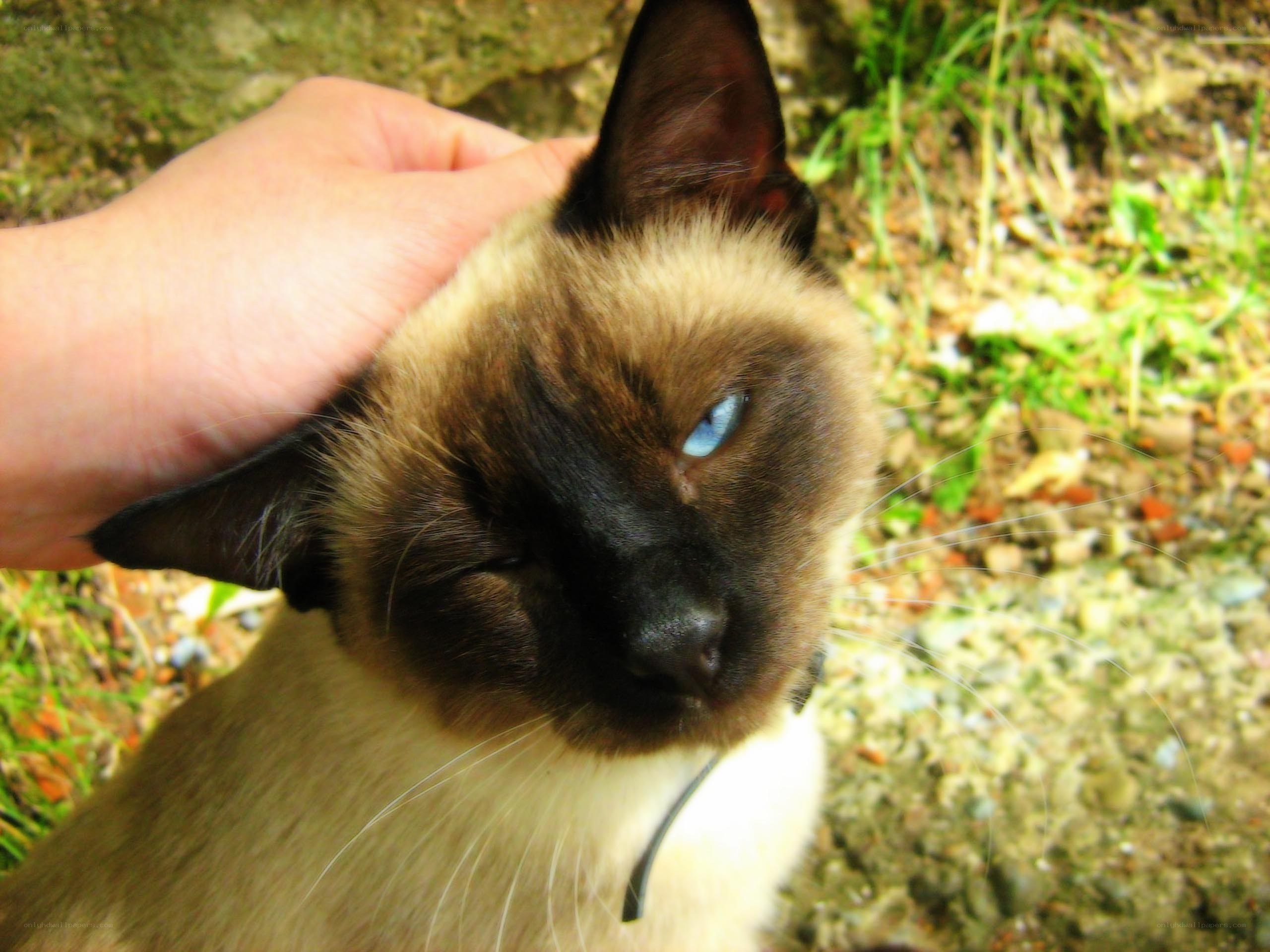 person petting a cat
