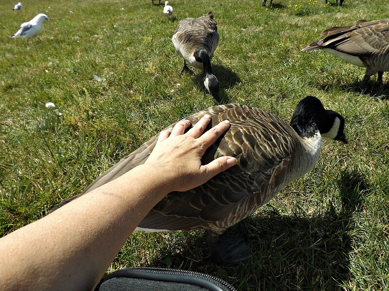 Person Petting a Goose
