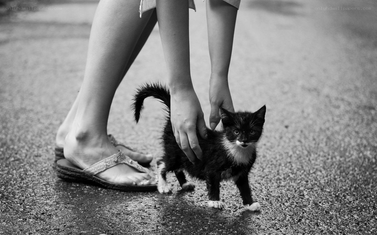 person petting a kitten