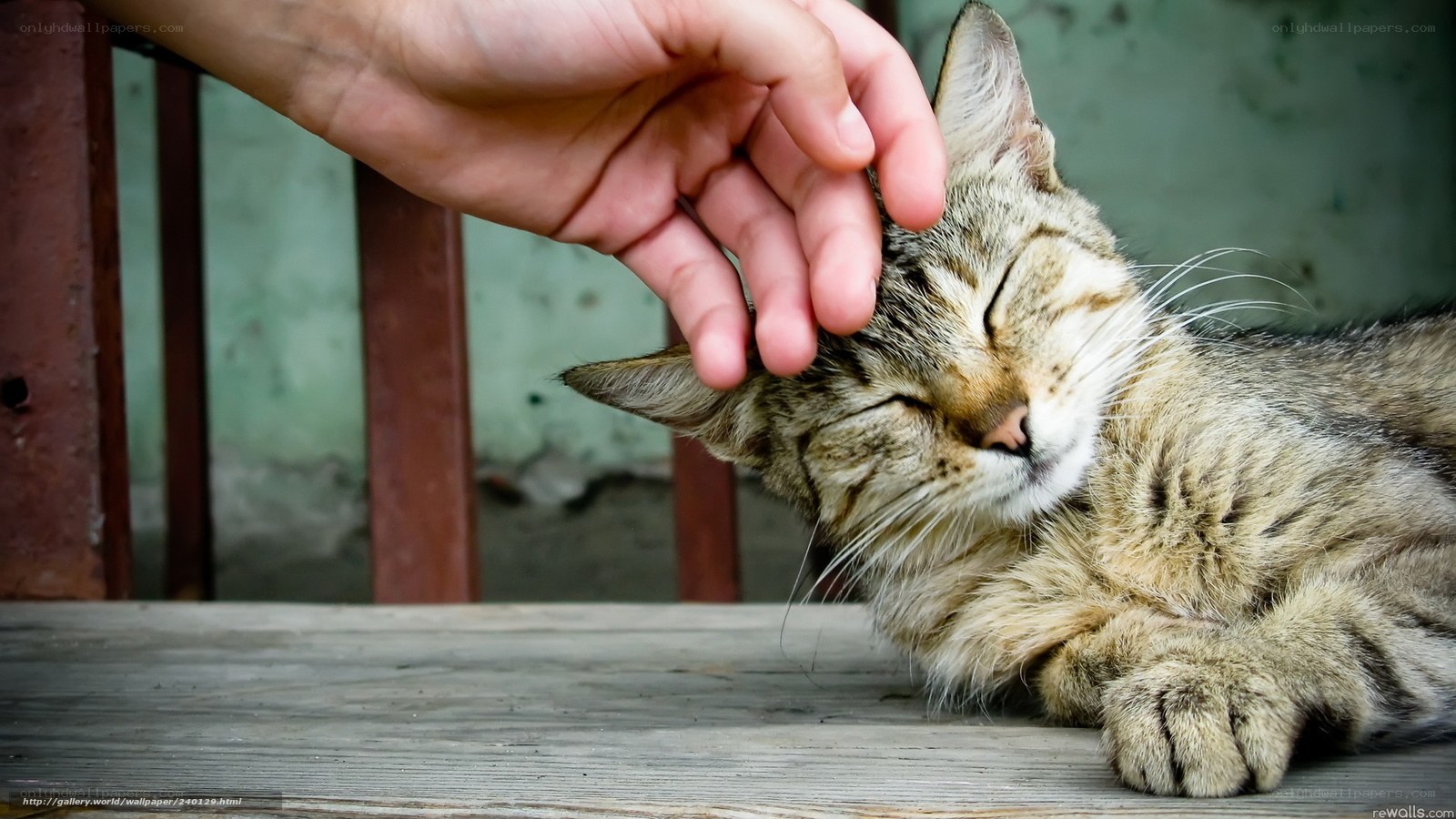 person petting a sleeping cat