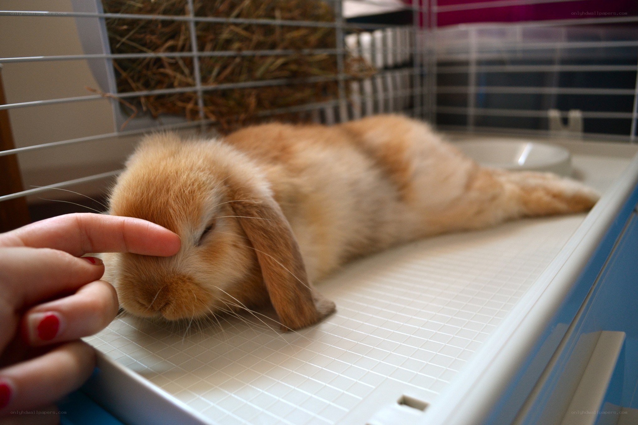 person petting a sleeping rabbit
