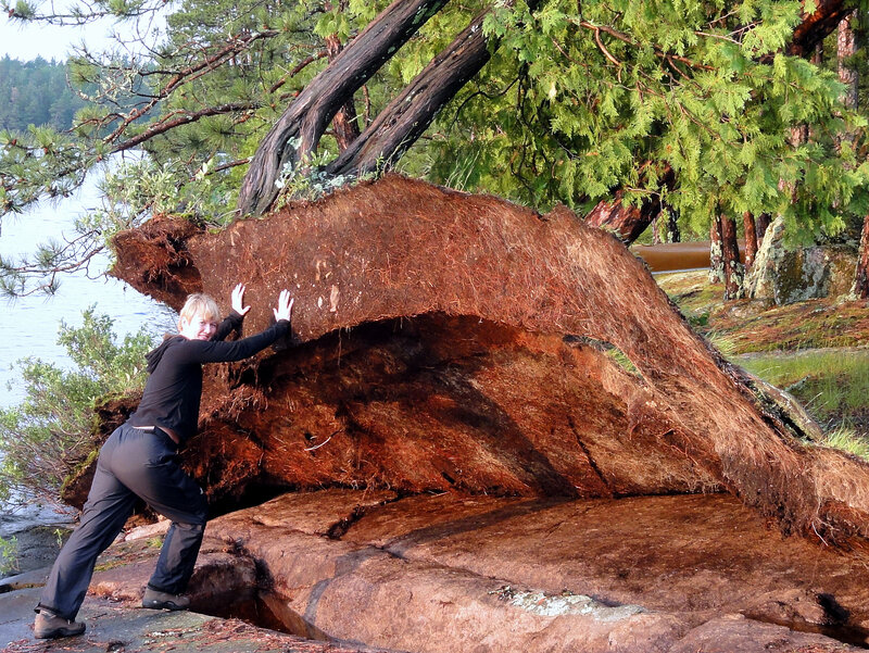 Person Pushing Tree Root