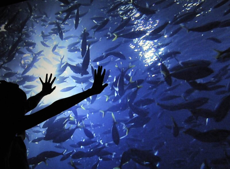 person reaching toward fish school
