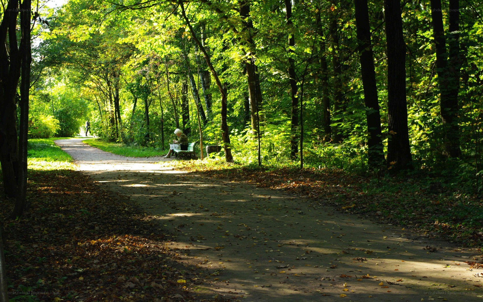 Person reading in a forest park