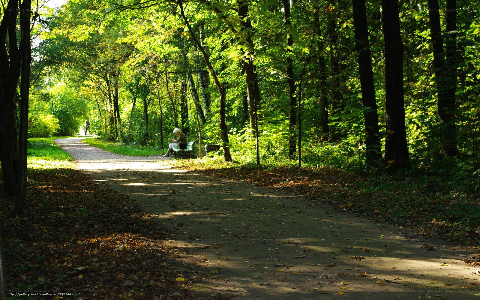 Person reading in a forest park