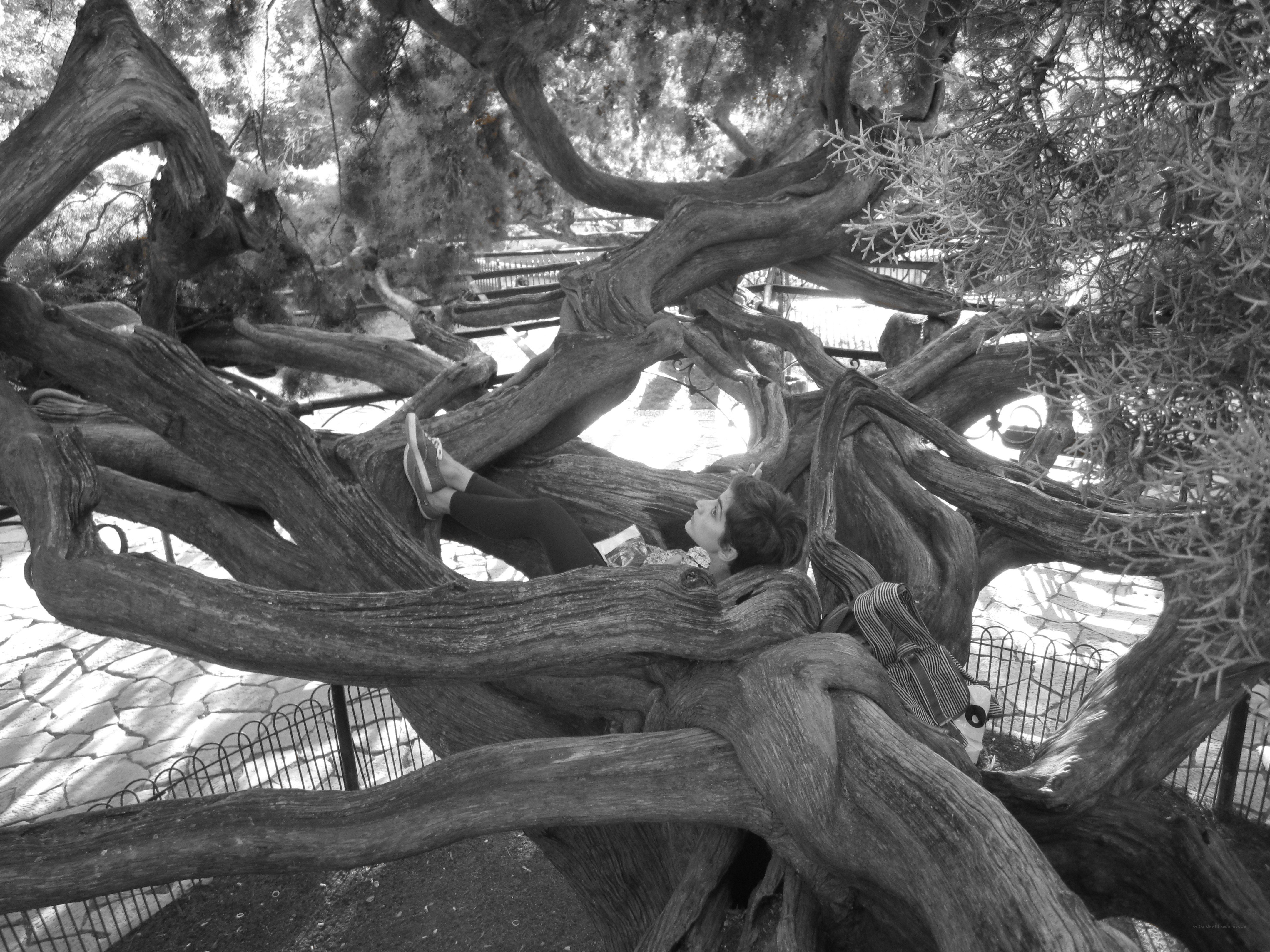 Person resting in tree branches