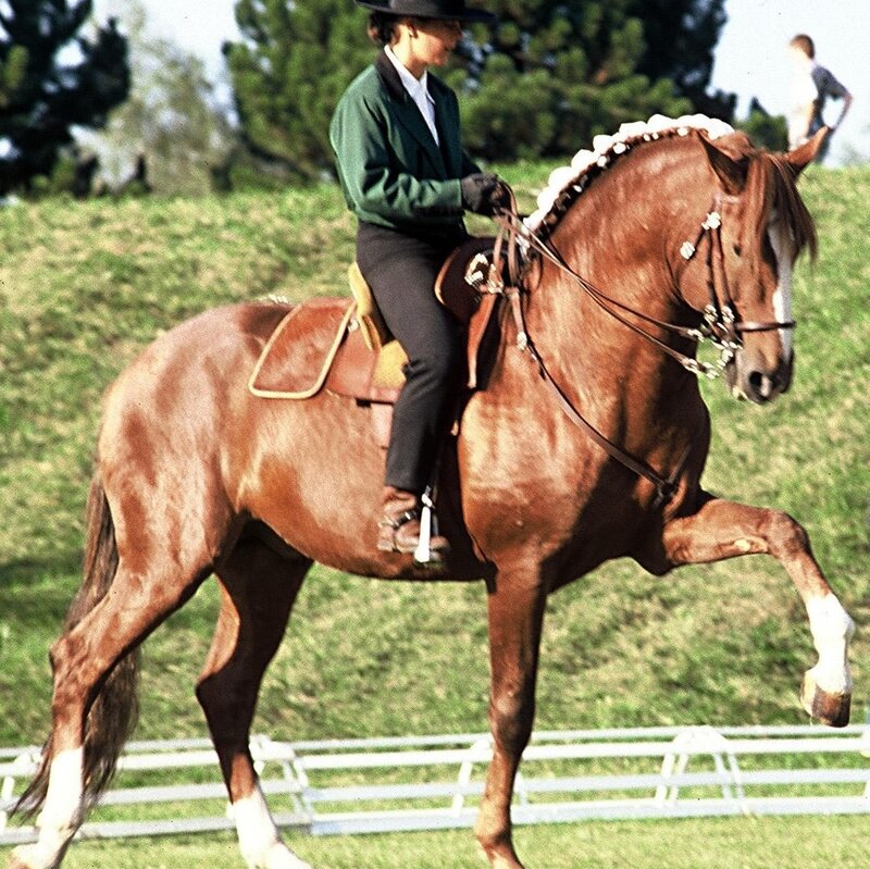 Person Riding a Horse — Brown