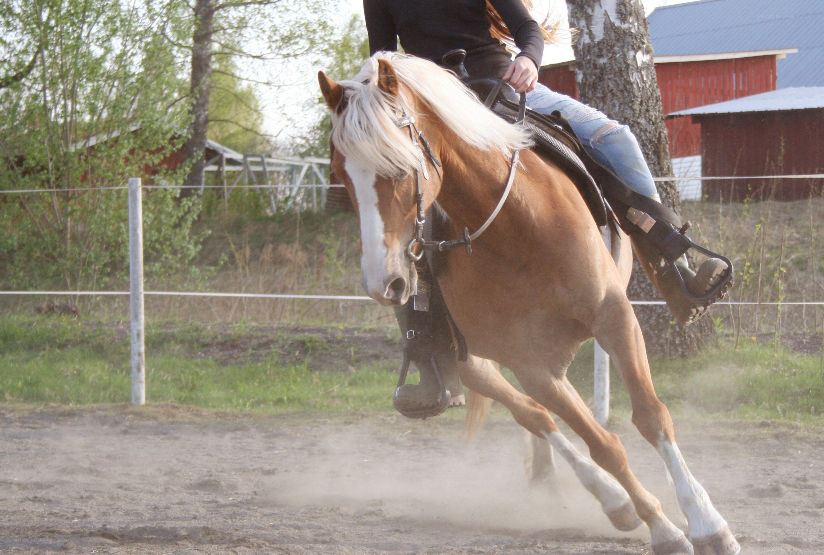 Person riding a horse