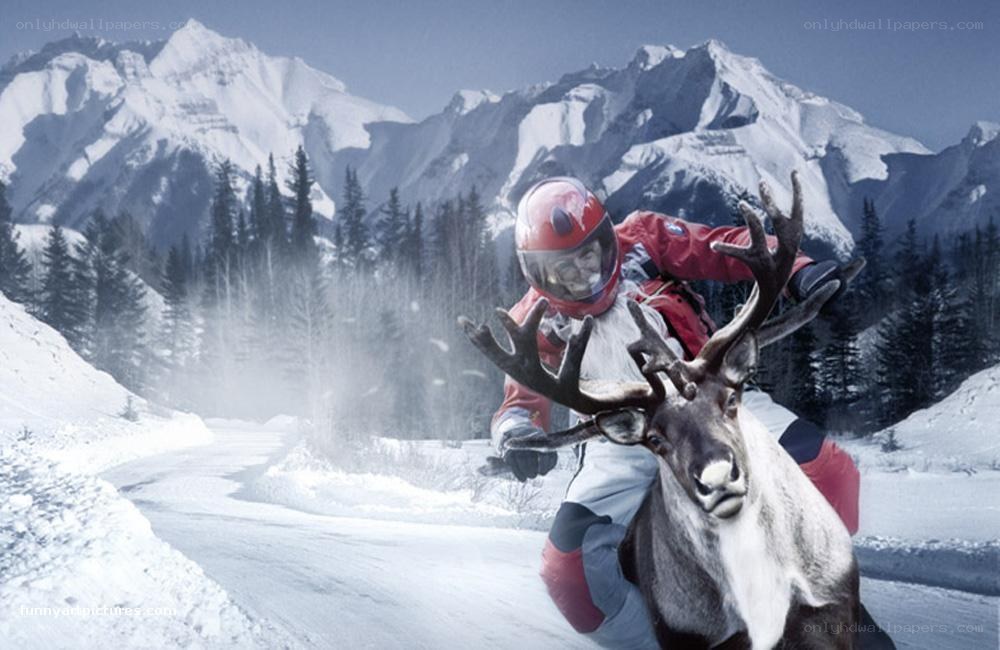 person riding a reindeer