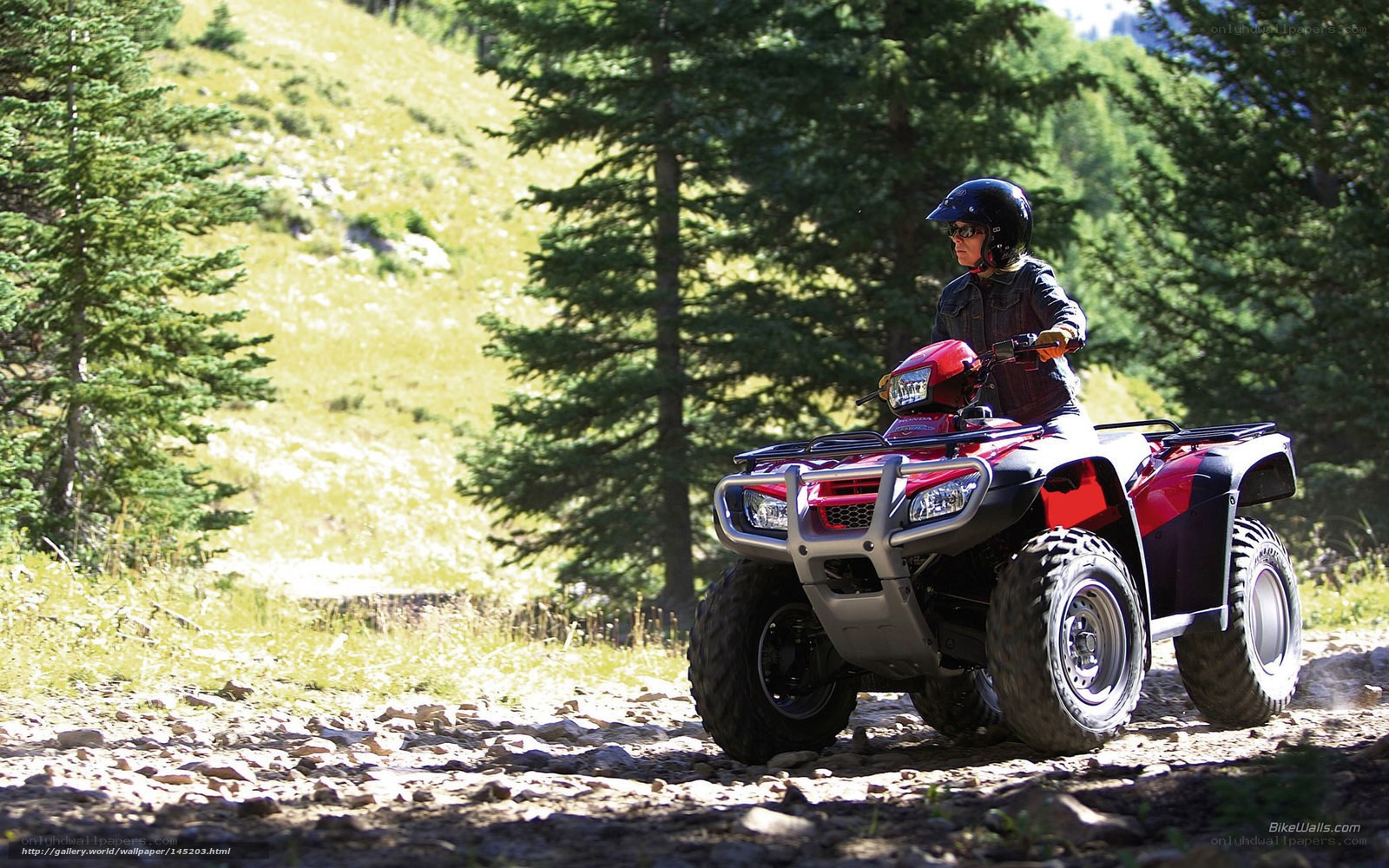Person riding ATV in forest