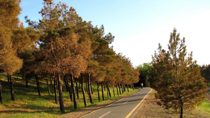 Person Riding Bicycle — Green, Serene, Afternoon, Photograph, Trees