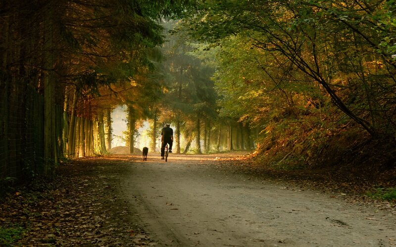 Person Riding Bicycle — Green, Serene, Autumn, Photograph