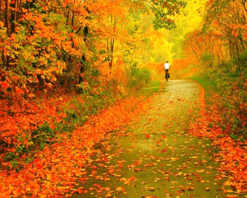 Person Riding Bicycle — Orange
