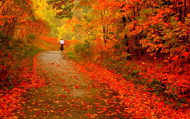 Person Riding Bicycle — Red, Serene, Autumn