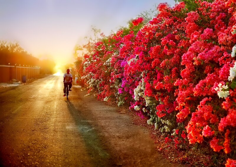 Person Riding Bicycle — Red, Serene