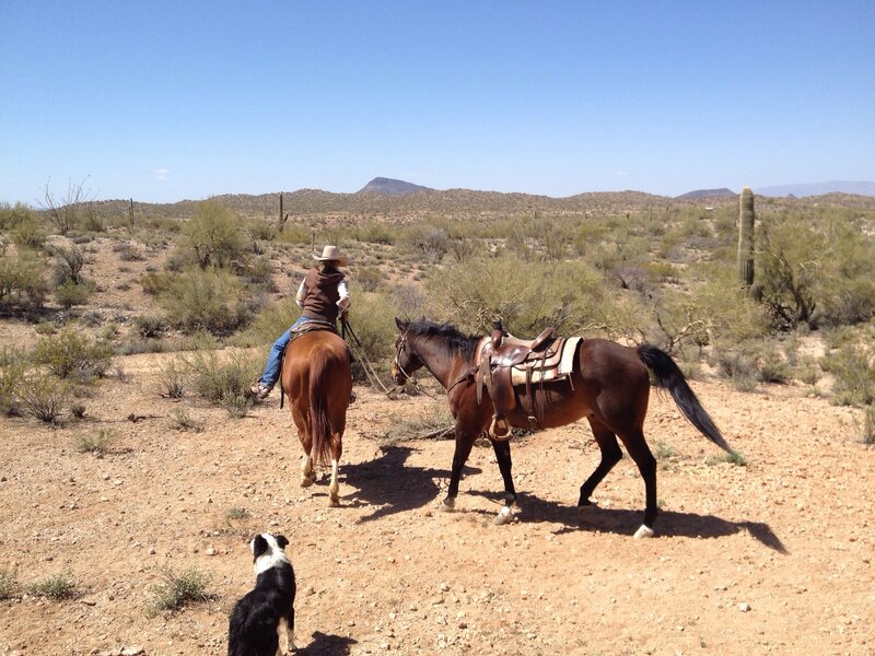 Person Riding Horse — Brown, Serene