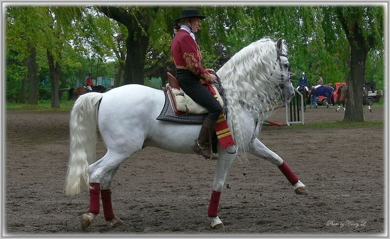 Person Riding White Horse