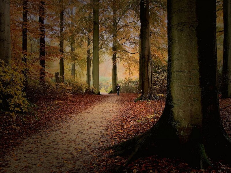Person Running in Forest