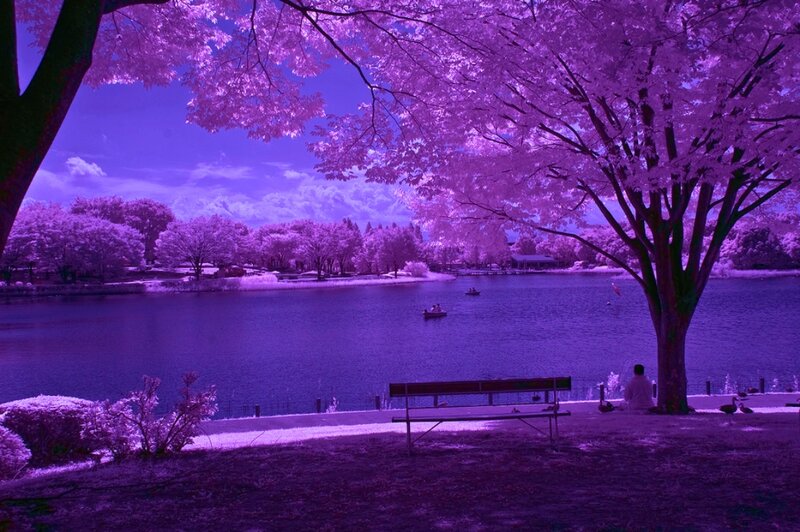 Person Sitting by Lake — Purple