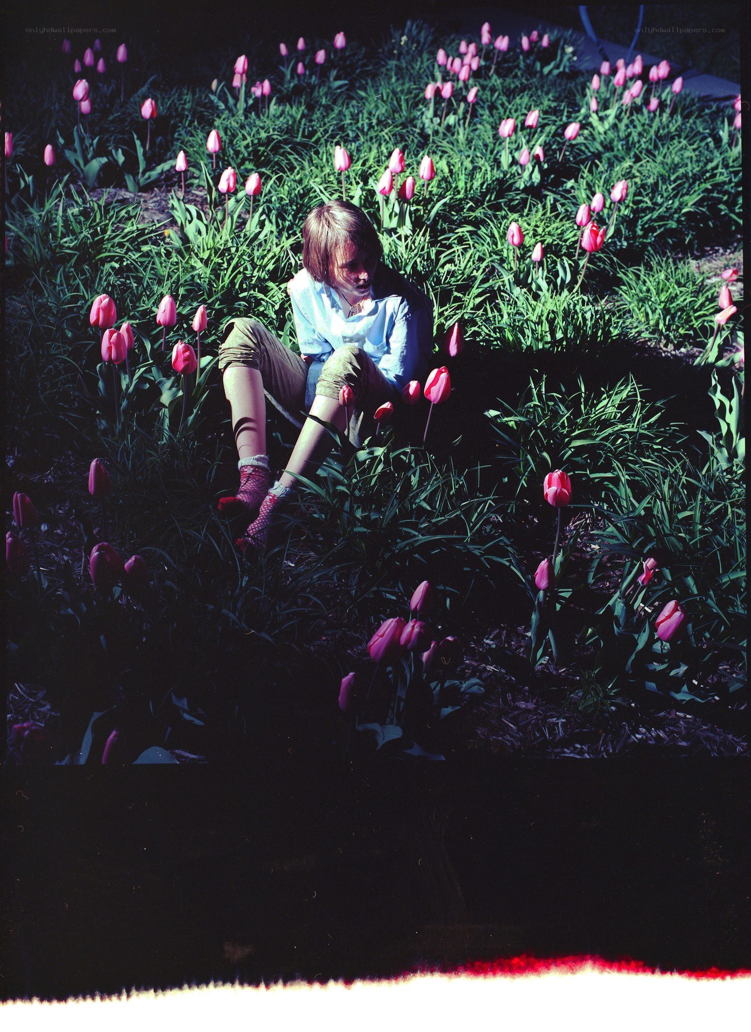 person sitting in tulip field