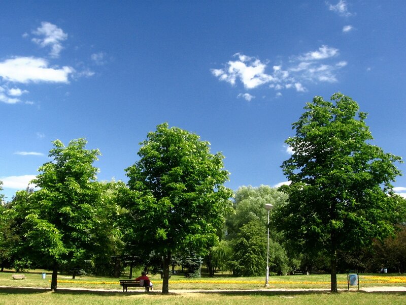 Person sitting on bench in park