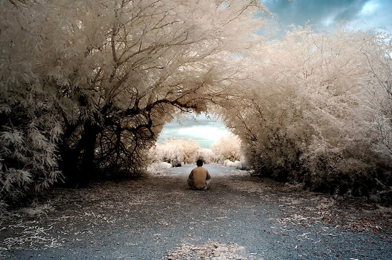 Person sitting under a tree arch