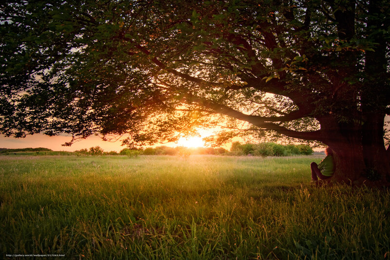 Person Sitting under Tree — Green, Serene, Sunset, Photograph