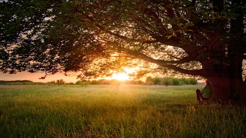 Person Sitting under Tree — Green, Serene, Sunset