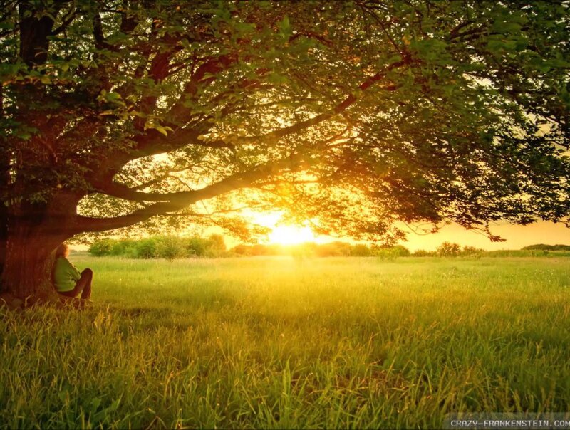 Person Sitting under Tree — Green, Serene
