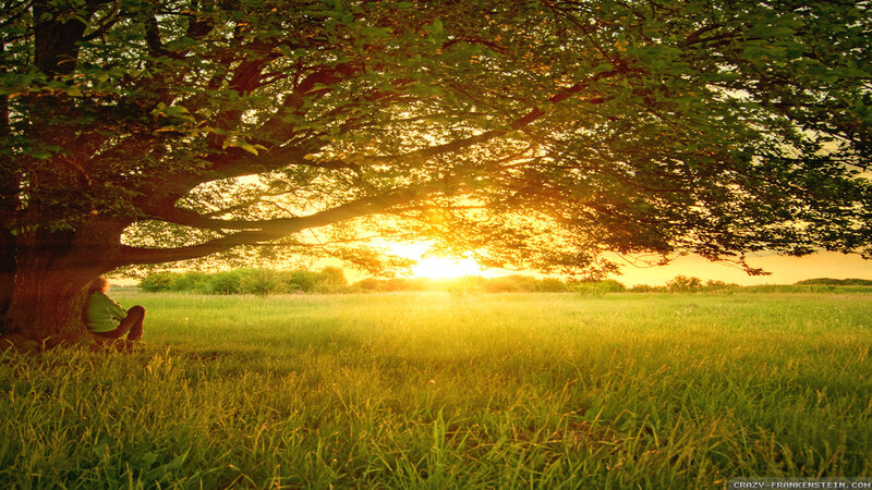 Person Sitting under Tree — Green