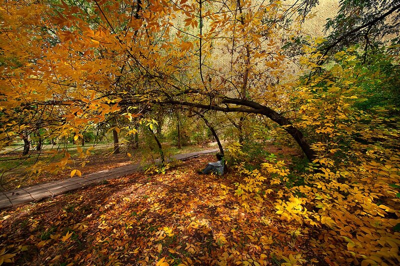 Person Sitting under Tree — Yellow